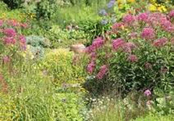 Garten Gartenblumen